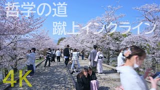 【京都】kyoto walk 2023/03/31 哲学の道 南禅寺 水路閣 蹴上インクライン 桜 Cherry Blossoms 4K Japan