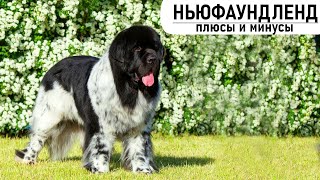 НЬЮФАУНДЛЕНД. Плюсы и минусы породы NEWFOUNDLAND