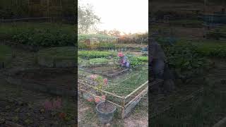 ปลูกผักสวนครัว #ผักสวนครัว #ผักสลัด #เกษตรพอเพียง #farming #gardening #garden #เกษตรผสมผสาน #nature