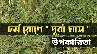 চর্ম রোগে || দূর্বা ঘাসের উপকারিতা || Cynodon Dactylon