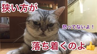 猫あるある～狭い所が好き！ ≪ねこ Cat≫