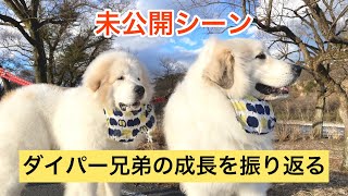 【未公開シーン】子犬が驚異の成長🐶グレートピレニーズ　Great Pyrenees #グレートピレニーズ #greatpyrenees #超大型犬 #犬のいる暮らし #dog #成長記録 #甘えん坊