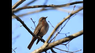 ハチジョウツグミ　Naumann's Thrush