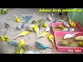 sardiyo mai birds ko konse soft food dene chahiye budgies winter season all soft food ditail.