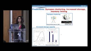 Yiota Poirazi - Active dendrites and their role in neuronal and circuit computations (Cosyne 2019)