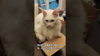 怎么有这么可爱的小猫咪