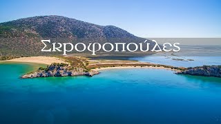 Μεγάλη και μικρή Σκροφοπούλα