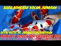 PANEN KOI JUMBOAN DOITSU KOHAKU SANKE SUPER !! SIZE 50 CM BADAK AIR || DUTA KOI BLITAR