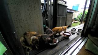 20160715野良猫ミーヤ母と子猫の朝食