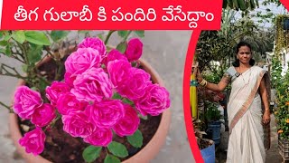 , మన తోటలో తీగ  గులాబీ కి పందిరి వేసేద్దాం రండి#మాబుజ్జితోటఛానల్ #gardening