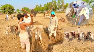 The tribes used to load Mud on donkeys 🫏Centuries Old method II purane tarike se gadhon se kam laty