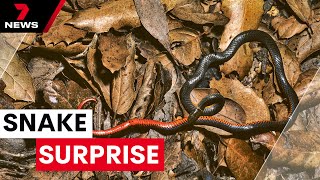 Red-bellied black snake infestation found in Western Sydney home| 7NEWS