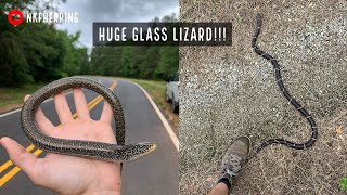 Stunning HUGE Glass Lizard and Hiking for Snakes in Georgia!!