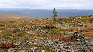 Lapin ruskaa Urho Kekkosen kansallispuistossa