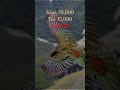 kea is endangered because of lose if habitat māori nz kiwi tui kakapo