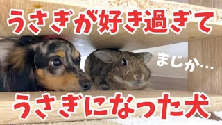 うさぎが好き過ぎてうさぎになった犬がコチラw【チワックス】