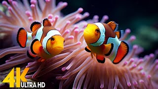 Aquarium 4K VIDEO (ULTRA HD) 🐠 Beautiful Coral Reef Fish - Relaxing Sleep Meditation Music #120