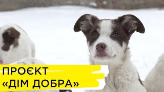 «Соціальні проєкти»: у Краснограді волонтери шукають родини для безпритульних тварин