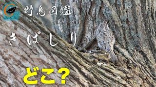 【野鳥図鑑 /キバシリ】リモートバードウォッチング　北海道小樽市と札幌市で出会ったキバシリくんの姿と特徴などを紹介しています。