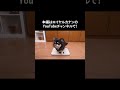 愛犬の体重が気になる飼い主さんはロイヤルカナン公式チャンネルで本編動画をチェック！意外と知らない愛犬の体型チェックや適正体重の確認方法のほか、肥満・やせすぎによる病気やケガのリスクなどもご紹介。