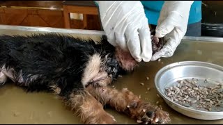 Removing Monster Mango worms From Helpless Dog! Animal Rescue Video 2022 #37