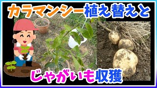 【家庭菜園】　カラマンシーの植え替えと、秋に植えたジャガイモ（ニシユタカ）を収穫します。