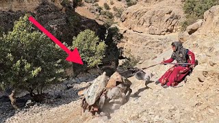 Perilous Descent: Donkey's Tragic Fall While Hauling Firewood in the Mountains