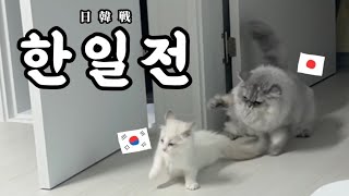 日本猫と韓国猫がいつも激しい日韓戦をします…