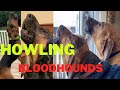 Howling Bloodhounds. So lovely and fulfilling. #howlingdog #howling #bloodhound  #dogs