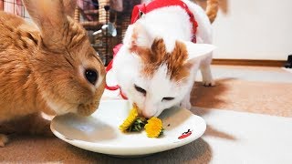 なにこれ？タンポポ？食べれるの？　うさぎと猫の反応の違い