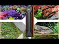 top 5 best aquarium heaters best aquarium heater review 2024