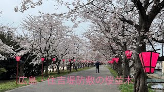 広島はつかいち住吉堤防敷の桜並木（2024.4.5）