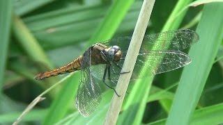 Taiwan dragonfly_Lyiothemis flava.