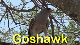 Gabar Goshawk Feeds on Prey in Kruger National Park  #safari #wildlife #birds