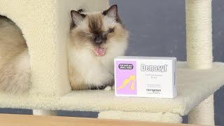 Nutramax Denosyl Tablets for Cats \u0026 Dogs | Chewy