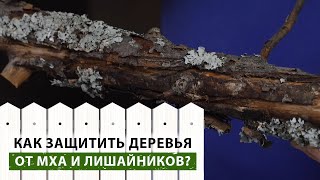 Это убивает ваши плодовые деревья! Как убрать мох и лишайники, не повредив деревья?