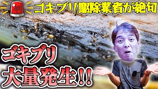 【閲覧注意】ゴキブリ大量発生動画で駆除業者もドン引き!?【チャバネゴキブリ】