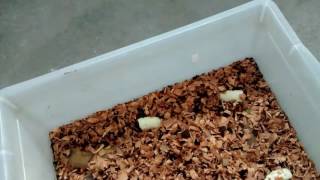 Pycnoscelus surinamensis (VIDEO 1)