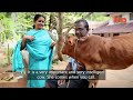 guinness world record the world s shortest cow