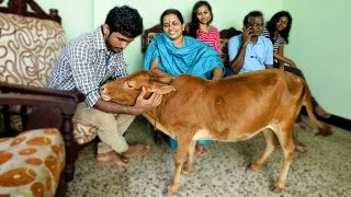 Guinness World Record: The World's Shortest Cow