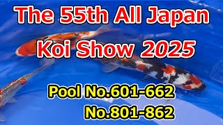 THE 55th ALL JAPAN CONBINED NISHIKIGOI SHOW 2025【Part4】