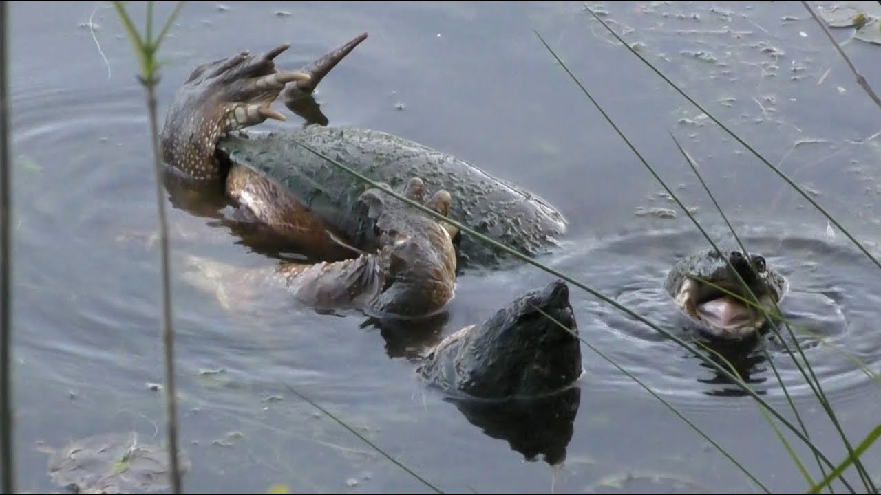 Snapping Turtles Mating, 5/18/2019 (HD) - YouTube