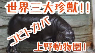 世界三大珍獣　コビトカバ