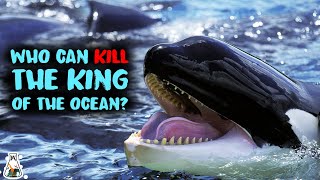 5 Animals That Could Defeat A Killer Whale
