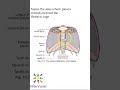 Anatomy Thorax 258 Sites where pleura extends beyond thoracic cage lung  viva