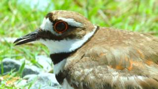 Visit Lakes Charles, Louisiana | Culture, History & Outdoors