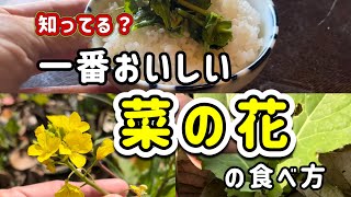 【野草術】菜の花の一番美味しい食べ方～ナノハナ～3月食べられる野草レシピ～