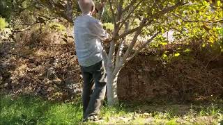 Harvesting walnuts in autumn