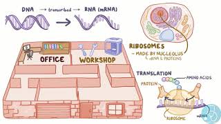 La structure et la fonction de la cellule