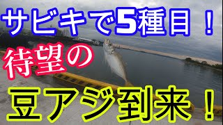 サビキ釣りで5種目！待望の豆アジ到来！